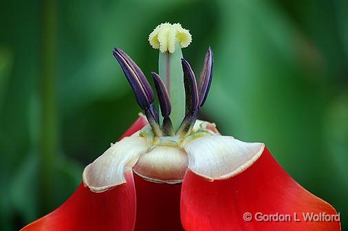 Wilted Tulip_25252.jpg - Photographed at the 2011 Canadian Tulip Festival in Ottawa, Ontario, Canada.